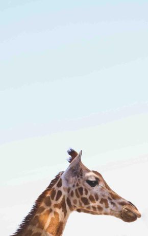Die blaue Giraffe oder: Das Geheimnis vom fließenden Vergehen
